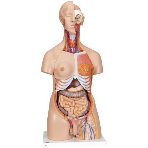 Torso Model, Dual Sex, 24 part - 3B Smart Anatomy