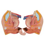 Torso Model, Dual Sex, 24 part - 3B Smart Anatomy
