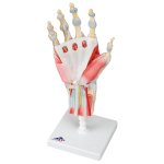 Hand Skeleton Model with Ligaments &amp; Muscles - 3B Smart Anatomy