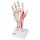 Hand Skeleton Model with Ligaments &amp; Muscles - 3B Smart Anatomy