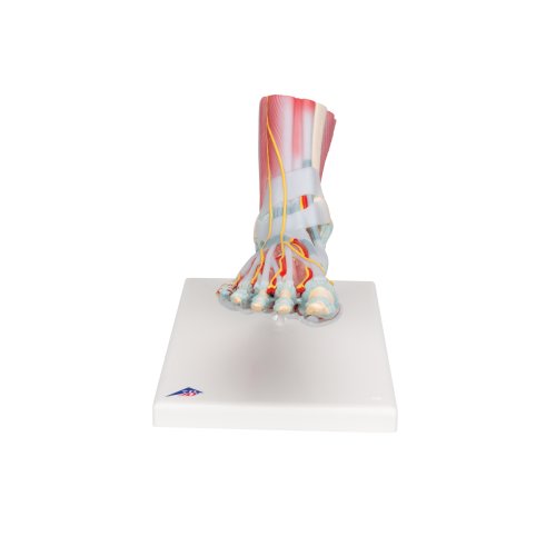 Foot Skeleton Model with Ligaments &amp; Muscles - 3B Smart Anatomy