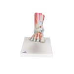 Foot Skeleton Model with Ligaments & Muscles - 3B...