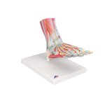 Foot Skeleton Model with Ligaments & Muscles - 3B Smart Anatomy
