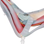 Fußskelett-Modell mit Bändern & Muskeln - 3B Smart Anatomy