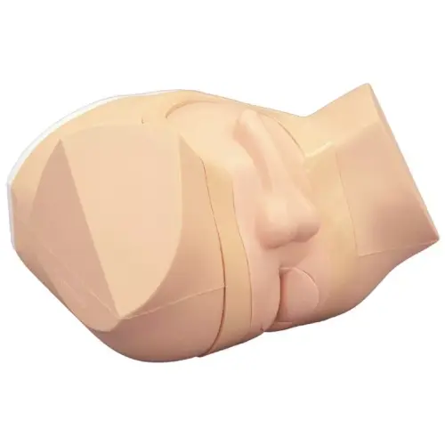Prostate & Rectal Simulator
