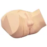 Prostata und rektaler Untersuchungssimulator