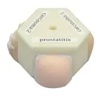 Prostate & Rectal Simulator