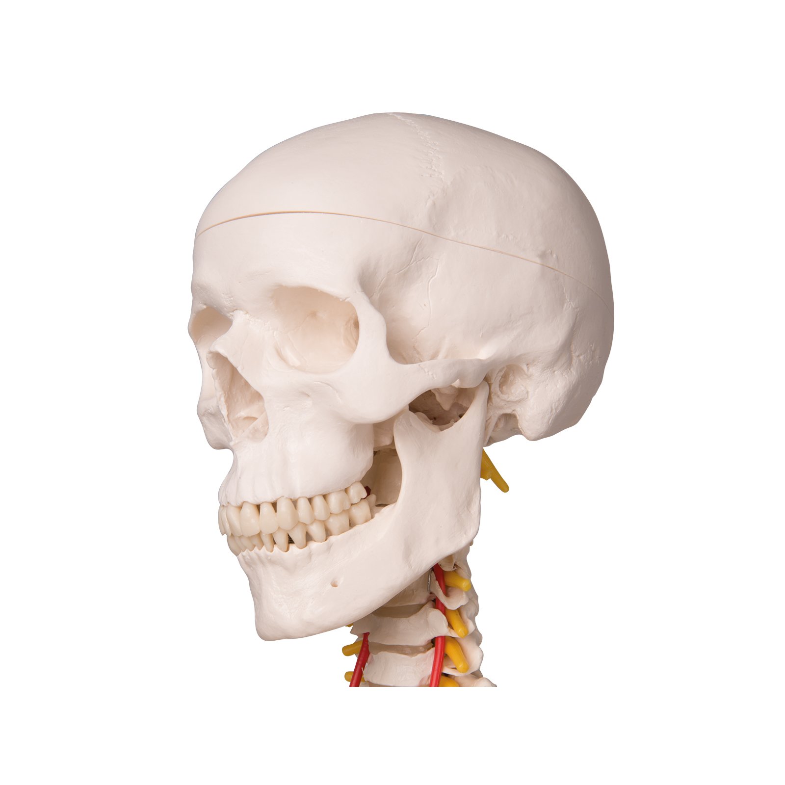 Fred Modell Skelett-Modell Fred flexibel 3B Scientific 1020178 A15
