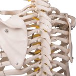 Skeleton Model Fred, Flexible - 3B Smart Anatomy