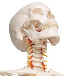 Skelett-Modell "Fred", flexibel - 3B Smart Anatomy