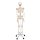 Skeleton Model Fred, Flexible - 3B Smart Anatomy