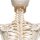 Skelett-Modell &quot;Fred&quot;, flexibel - 3B Smart Anatomy