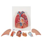 Lung Model with Larynx, 7 part - 3B Smart Anatomy