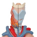 Lung Model with Larynx, 7 part - 3B Smart Anatomy