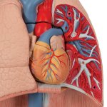 Lung Model with Larynx, 7 part - 3B Smart Anatomy
