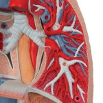 Lung Model with Larynx, 7 part - 3B Smart Anatomy