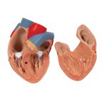 Lung Model with Larynx, 7 part - 3B Smart Anatomy
