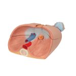 Lung Model with Larynx, 7 part - 3B Smart Anatomy