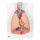 Lungen-Modell mit Kehlkopf, 7-tlg - 3B Smart Anatomy