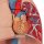 Lung Model with Larynx, 7 part - 3B Smart Anatomy