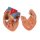 Lung Model with Larynx, 7 part - 3B Smart Anatomy