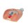 Lung Model with Larynx, 7 part - 3B Smart Anatomy