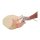 Ultraschall Hoden Phantom