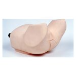 Prostate examination trainer