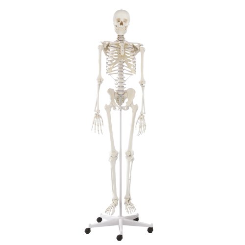 Skeleton model &quot;Willi&quot;