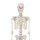 Skeleton model "Willi"
