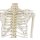 Skeleton model "Willi"