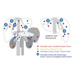 Ultraschall-&Uuml;bungsmodell Anatomie / Pathologie