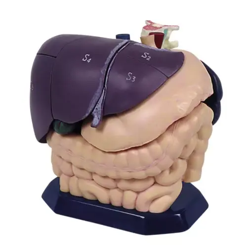 Anatomical Model for Ultrasound education