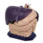 Ultraschallausbildung, Anatomisches Modell