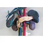 Ultraschallausbildung, Anatomisches Modell