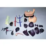 Anatomical Model for Ultrasound education