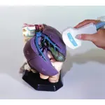 Anatomical Model for Ultrasound education