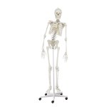Skeleton model "Hugo" with movable spine