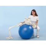 Skelett-Modell "Hugo" mit beweglicher Wirbelsäule