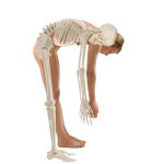 Skeleton model &quot;Hugo&quot; with movable spine