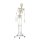 Skeleton model &quot;Hugo&quot; with movable spine
