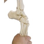 Foot skeleton model with tibia and fibula insertion,...