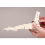 Foot skeleton model with tibia and fibula insertion, flexible