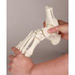 Fu&szlig;skelett-Modell mit Schien- und Wadenbeinansatz, beweglich montiert
