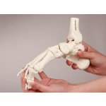 Fu&szlig;skelett-Modell mit Schien- und Wadenbeinansatz, beweglich montiert