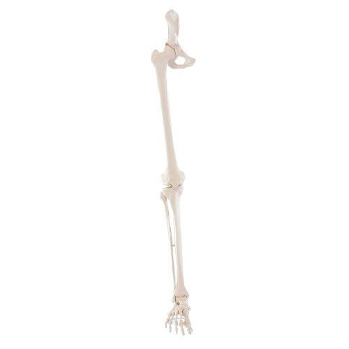 Leg skeleton model with half pelvis and flexible foot
