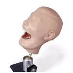 Dental Manikin