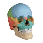 Osteopathic skull model, 22 part, didactical version - EZ Augmented Anatomy