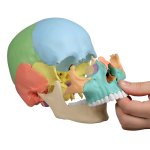 Osteopathic skull model, 22 part, didactical version