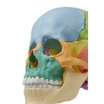 Osteopathie-Schädel-Modell, 22-tlg, didaktische Ausführung - EZ Augmented Anatomy